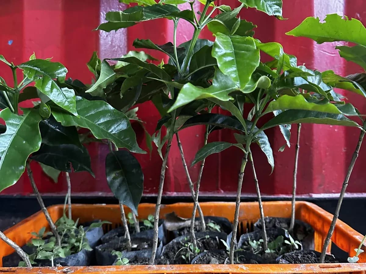 Saplings ready for planting